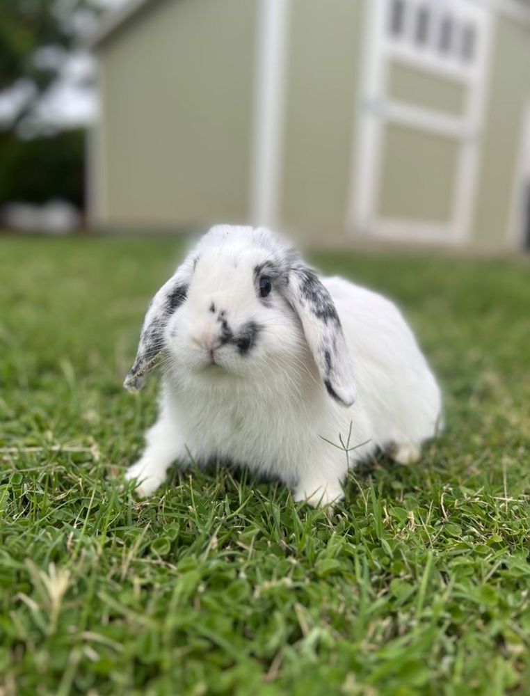 A white bunny with black spots lounges on green grass. A shed is slightly blurred in the background.