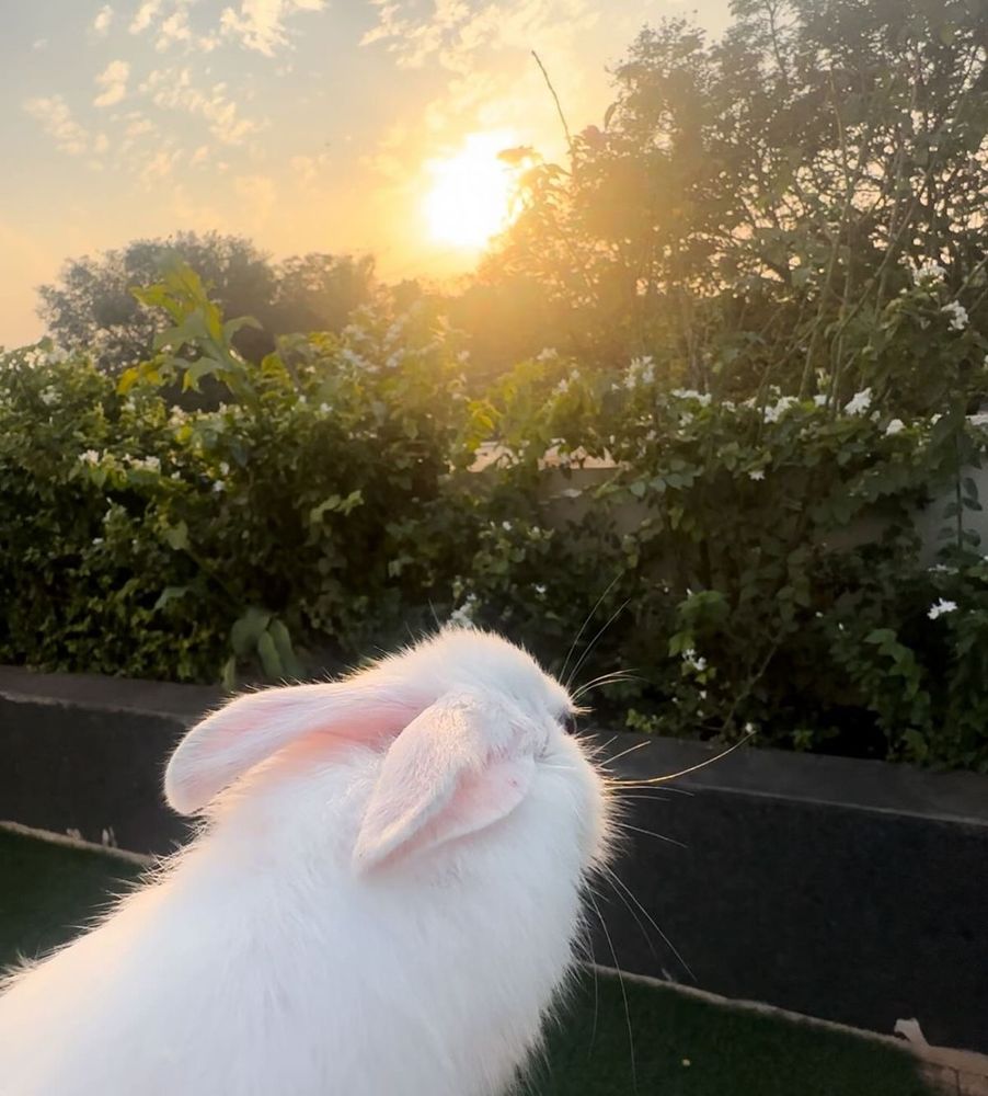 A white bunny gazes toward a setting sun, surrounded by lush greenery beneath a sky with clouds.