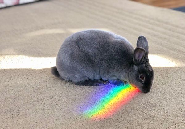 A gray bunny sits on a carpet, with sunlight casting a vibrant rainbow across its face. 