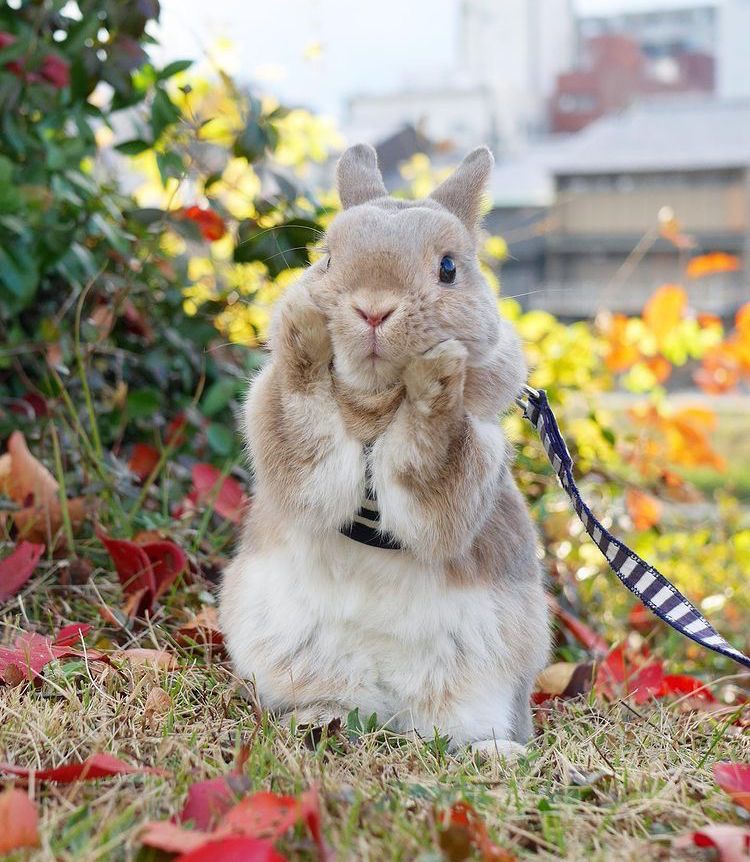 A brown and white bunny sits on autumn leaves, with its paws under its chin. The background shows blurred greenery and buildings.