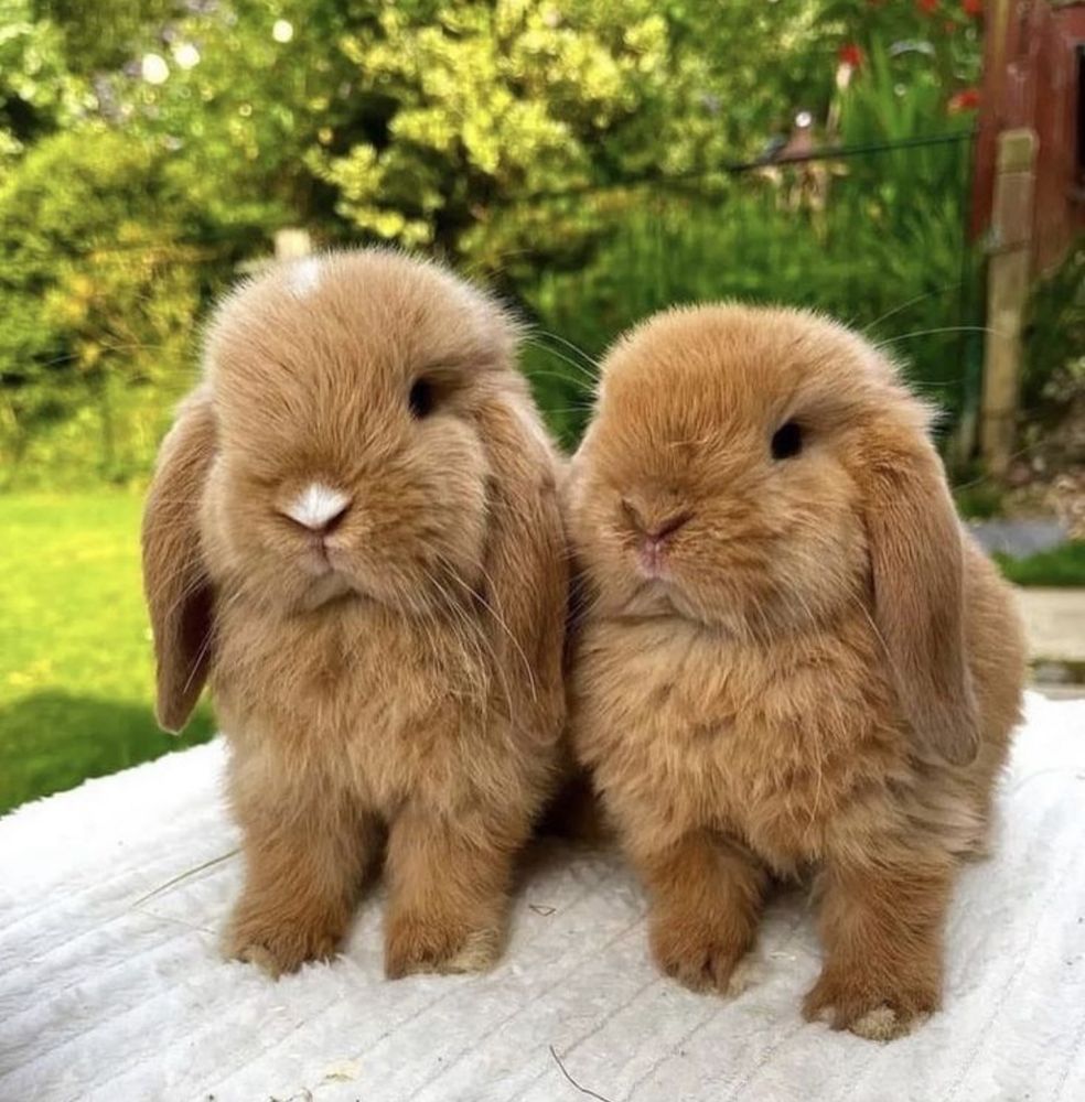 Two brown bunnies with droopy ears sit closely together on a white surface. The serene background features lush green foliage.