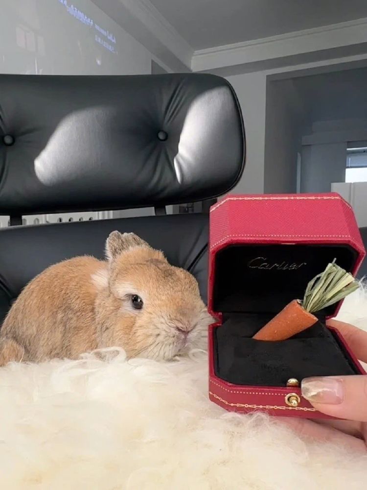 A brown bunny sits on a fluffy white surface in front of a black leather chair. A hand holds a red jewelry box with a carrot inside.