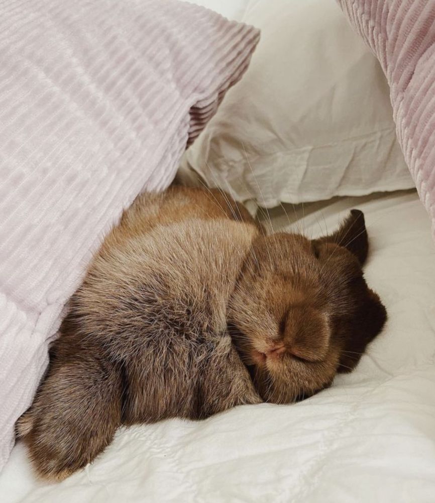 A brown bunny peacefully sleeps under soft pink and white pillows.