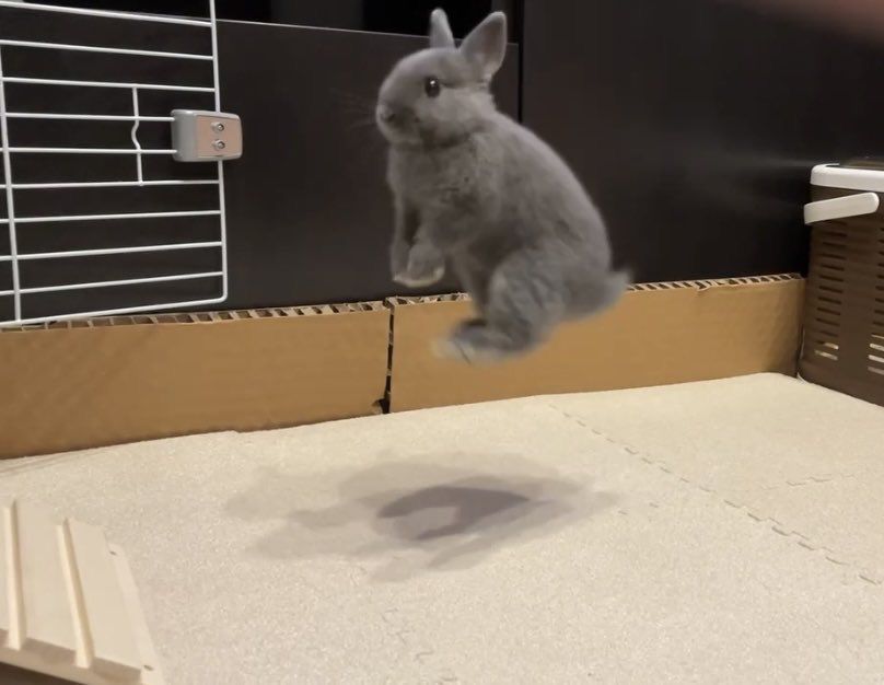 A gray bunny is mid-air, jumping in an indoor play area with a padded floor. The bunny's shadow is visible beneath it.
