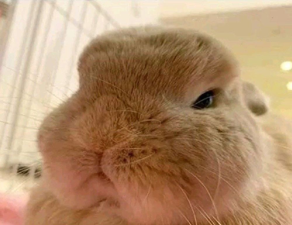 Close-up of a light brown bunny with half-closed eyes, looking disappointed. Background is softly blurred.