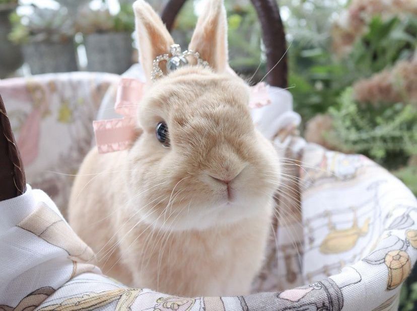 A light brown bunny with a tiara and pink ribbon sits in a decorated basket surrounded by greenery.