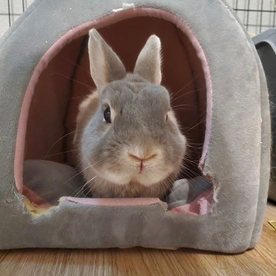 A gray bunny sits inside a gray and pink fabric pet house, looking directly at the camera.