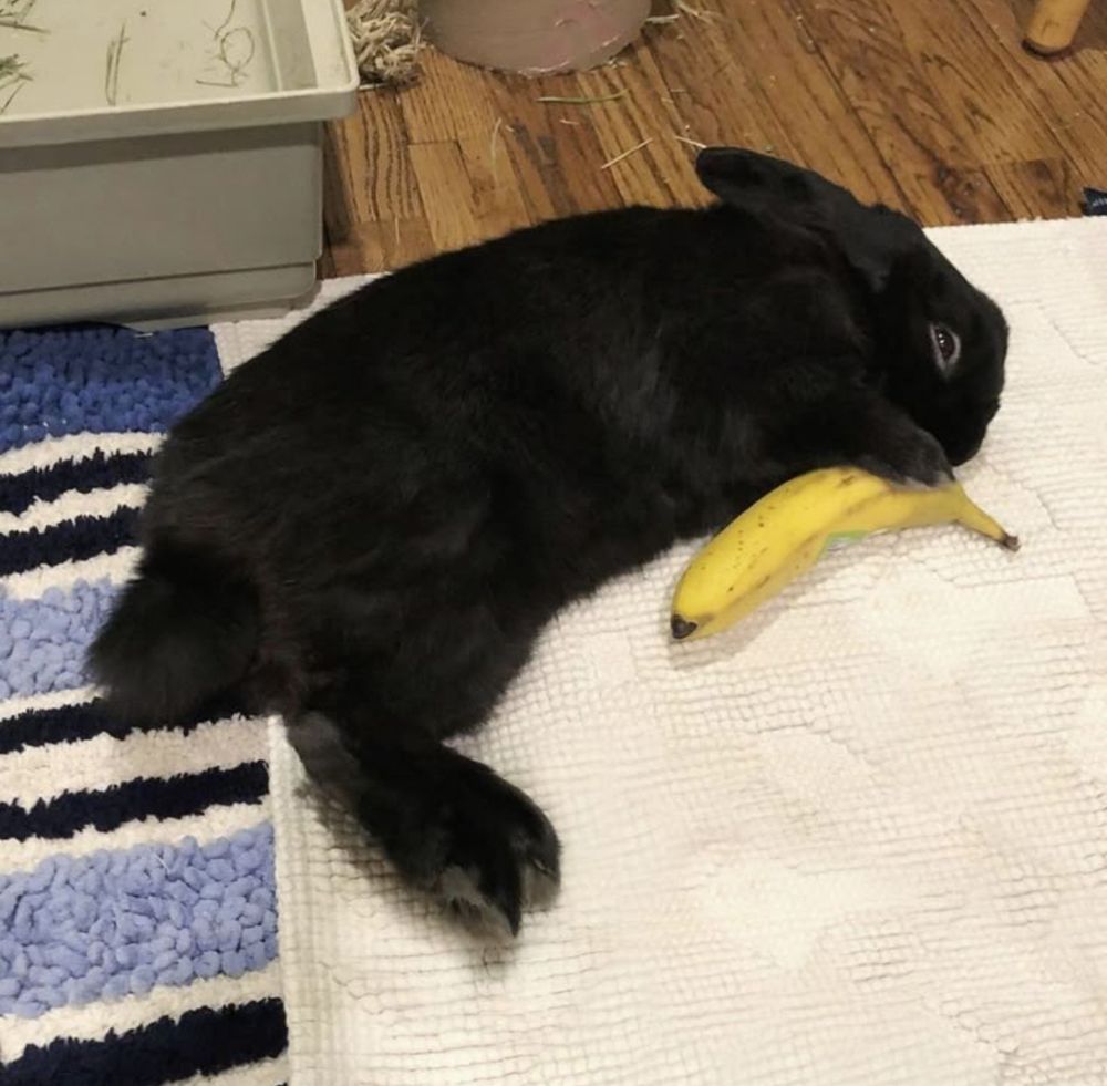 A black bunny lies on a white mat, holding a banana. The background shows a blue-striped rug and wooden floor.