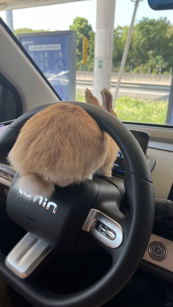 A brown bunny sits facing away on a car's steering wheel, looking out the windshield.