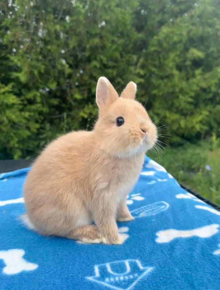 A light brown bunny sits on a blue blanket with white patterns, with green bushes in the background.