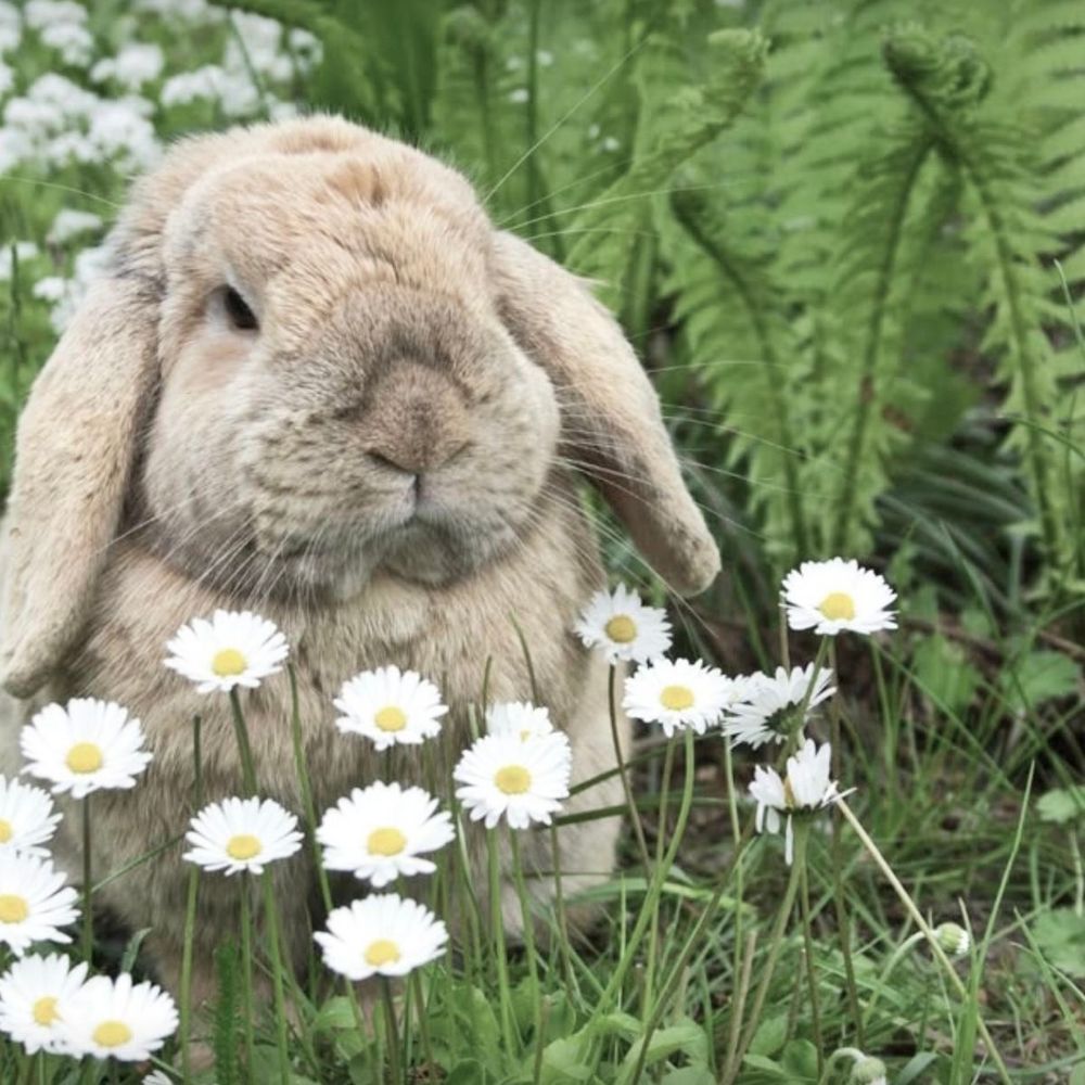 A bunny sits amid white daisies in a garden, surrounded by lush green ferns.