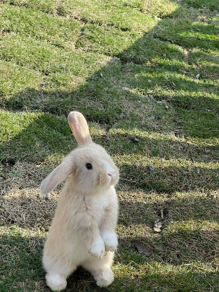 A light brown bunny stands upright on grassy ground, its ears perked, in a sunlit area casting soft shadows.