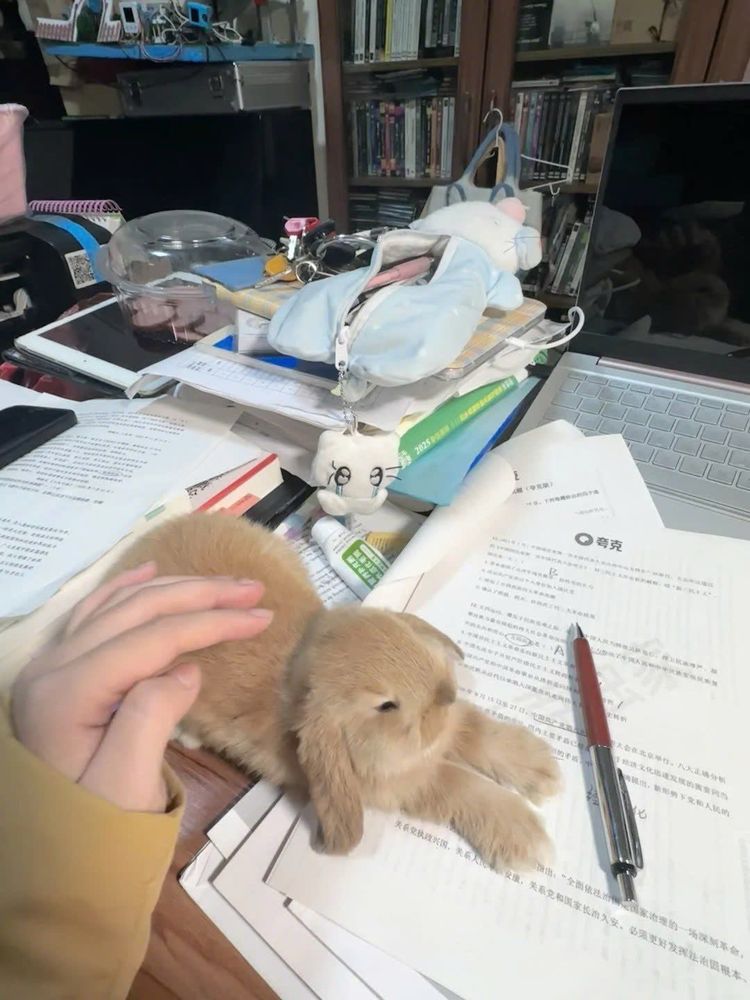 A brown bunny lies on a cluttered desk with open books, papers and a laptop. A hand gently pats the bunny.