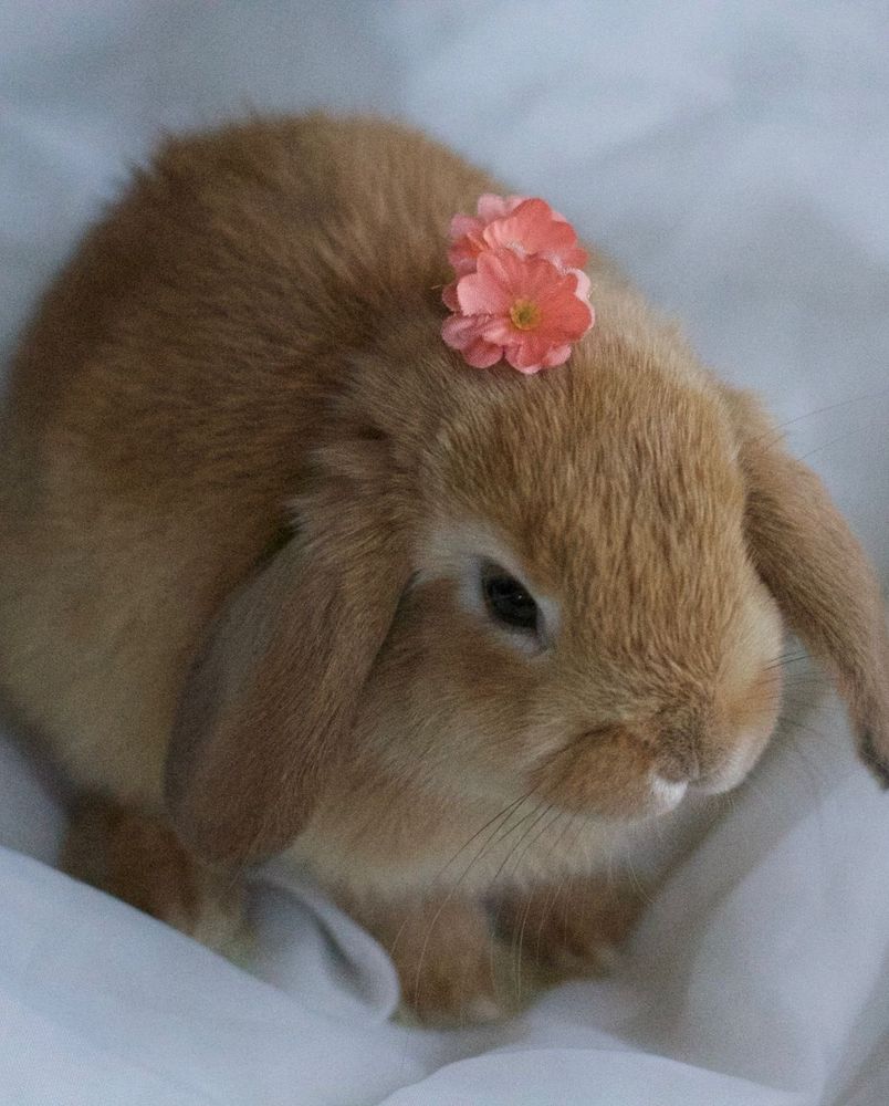 A brown bunny with floppy ears sits on a white blanket. A small pink flower adorns its head.