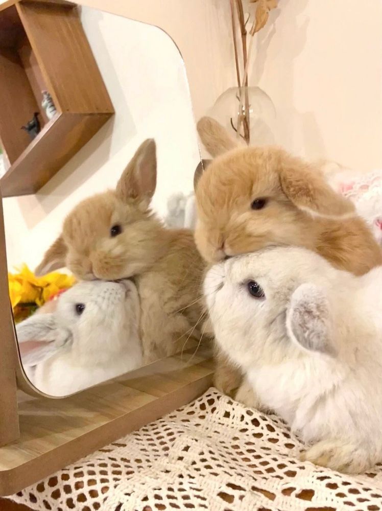Two bunnies, one brown and one white, snuggle near a mirror on a lace-covered table.