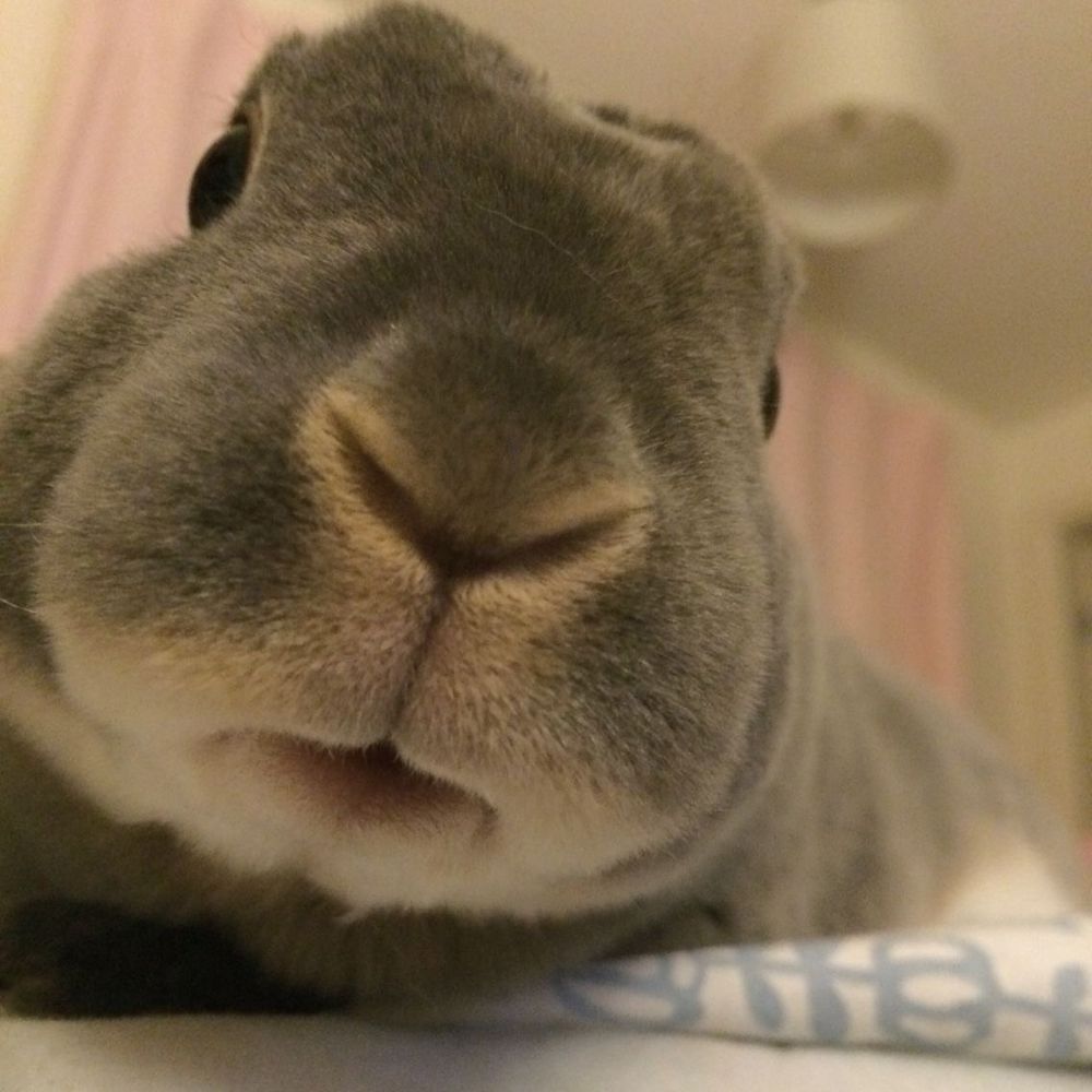 Close-up of a gray bunny's face, focusing on its nose and mouth.