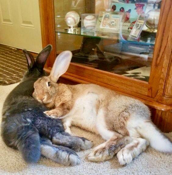 Two large bunnies, one grey and one tan, are lying closely together on the carpet. Behind them is a wooden cabinet with baseball memorabilia.