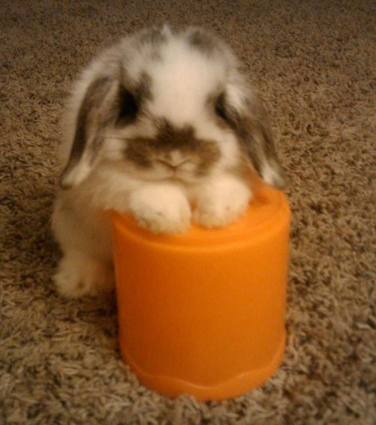 A small white and gray bunny rests its head and paws on a bright orange container on a carpet.
