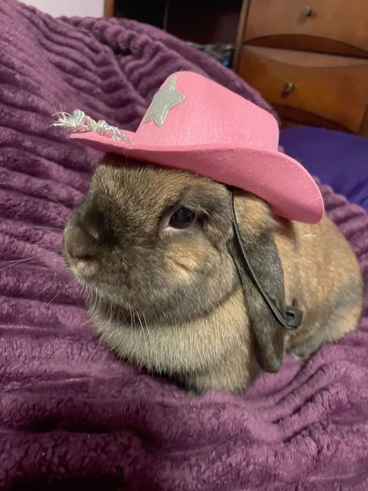 A brown and dark gray bunny wearing a pink cowboy hat with a silver star sits on a plush purple blanket.