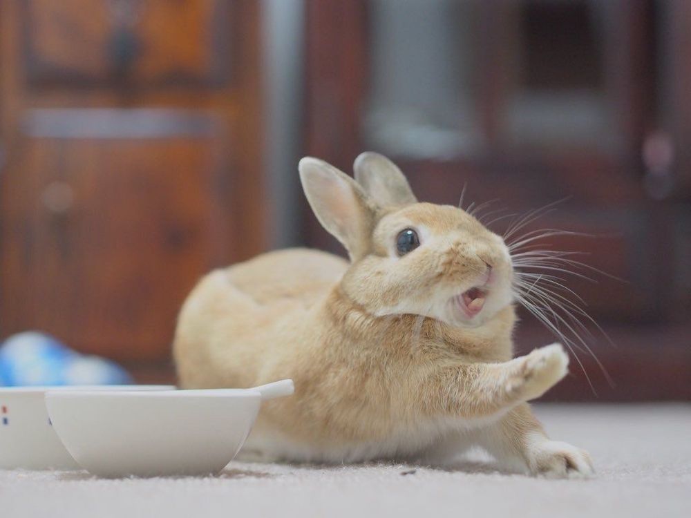 A light brown bunny lies on a carpet yawning, with its paws raised, beside a white bowl.