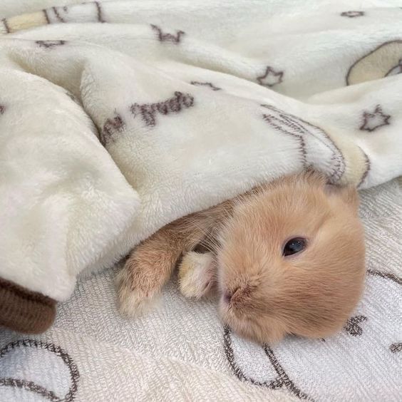 A brown bunny peeks out from under a soft blanket with star patterns.