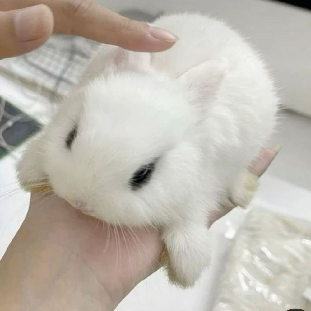 A small, white bunny lies in a person's hand. A finger gently pets its head.