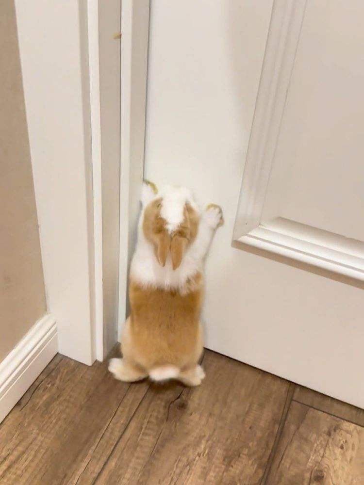 A brown and white bunny stands on hind legs, leaning against a white door on a wooden floor.