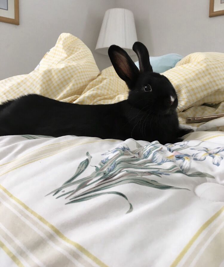 A black bunny lies on a floral-patterned bedspread, against a backdrop of soft yellow-and-white pillows, with a beige lamp nearby.
