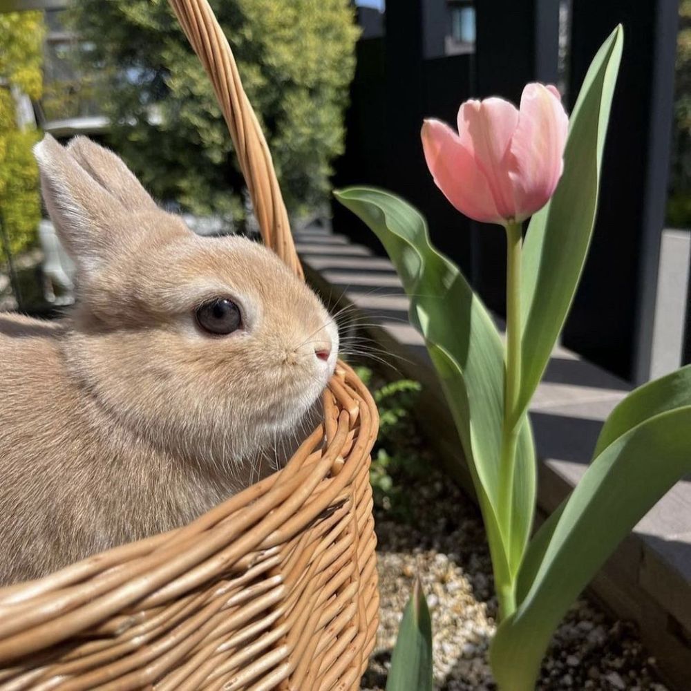 A light brown bunny sits in a wicker basket next to a blooming pink tulip under the sun.