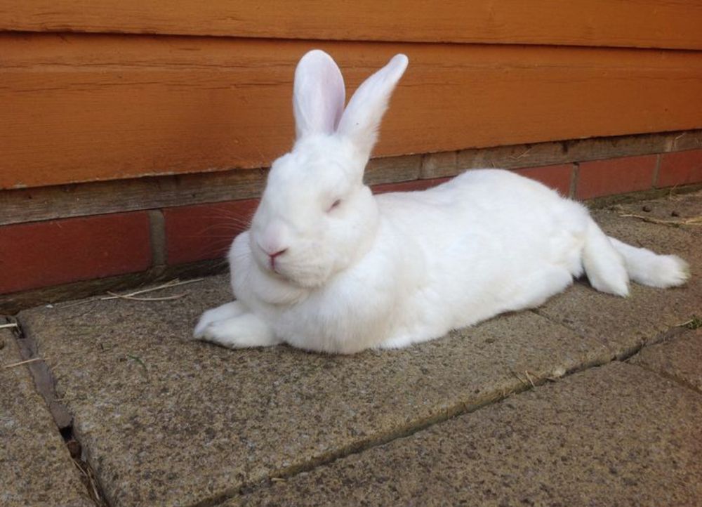 A white bunny relaxes on a stone path, leaning against a wooden wall. Its eyes are closed.