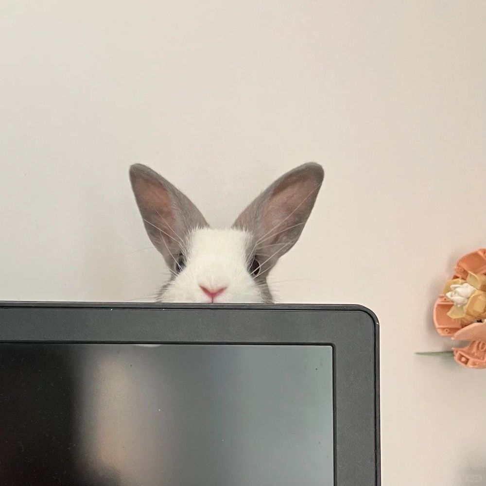 A white and gray bunny peers over a black monitor, only its ears and nose visible. A orange flower decorates the wall beside it.