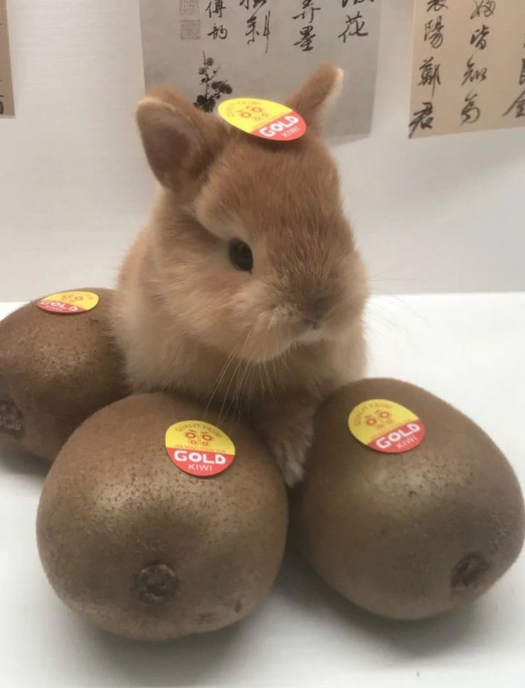 A bunny sits among three kiwi fruits, each labeled "Gold." The bunny also has a "Gold" sticker on its head, set against a calligraphy background.