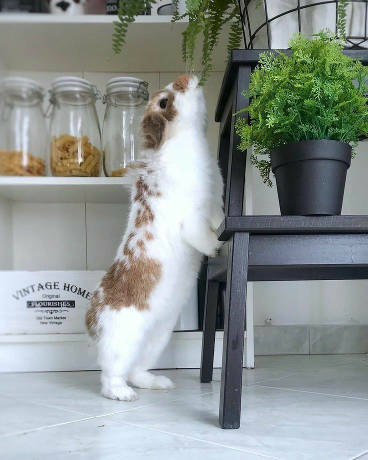 A brown and white bunny stands on its hind legs, sniffing a hanging fern next to a black plant stand with potted greenery. Jars are visible in the background.