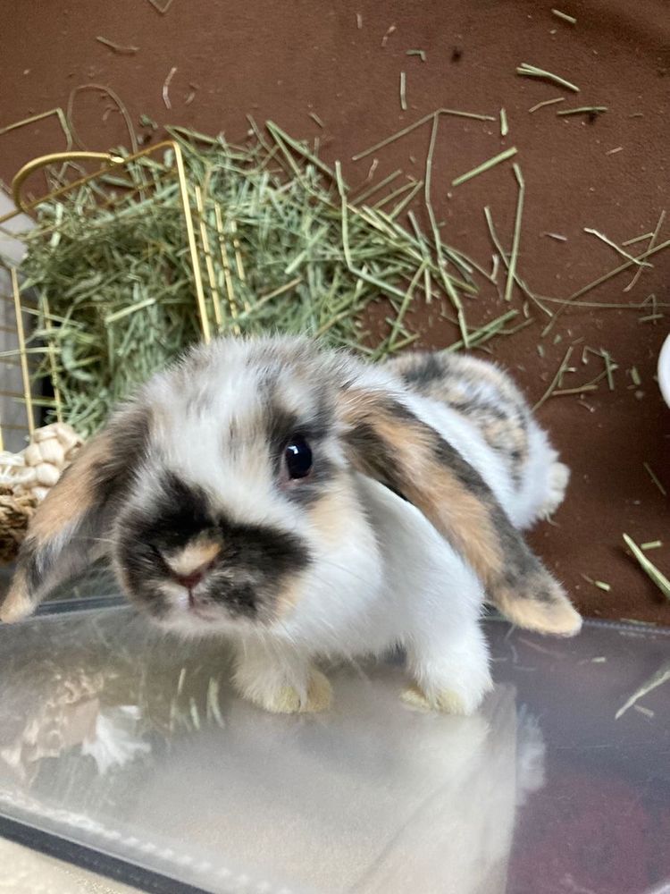 A bunny with brown, black, and white fur is looking up standing on a clear surface with its fore paws. Hay is scattered behind it.