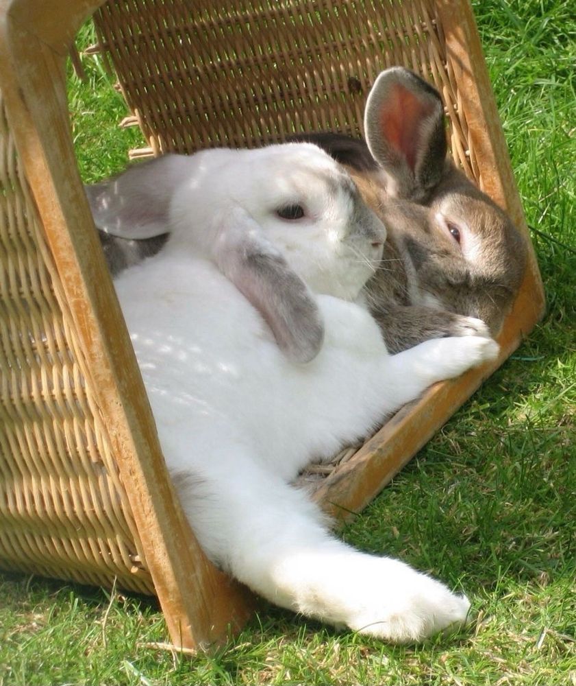 Two bunnies, one white and one brown, cuddle inside a tipped wicker basket on green grass.