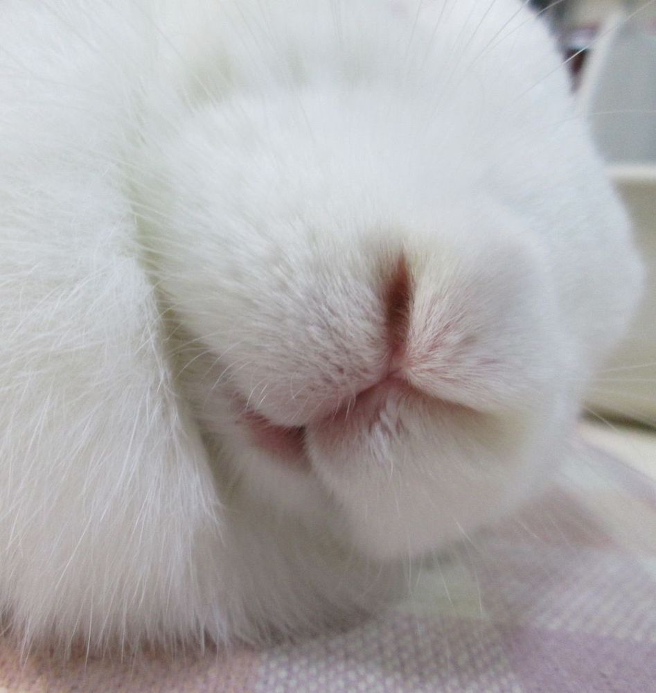 Close-up of a white bunny's face showing its fluffy fur and tiny pink nose. 