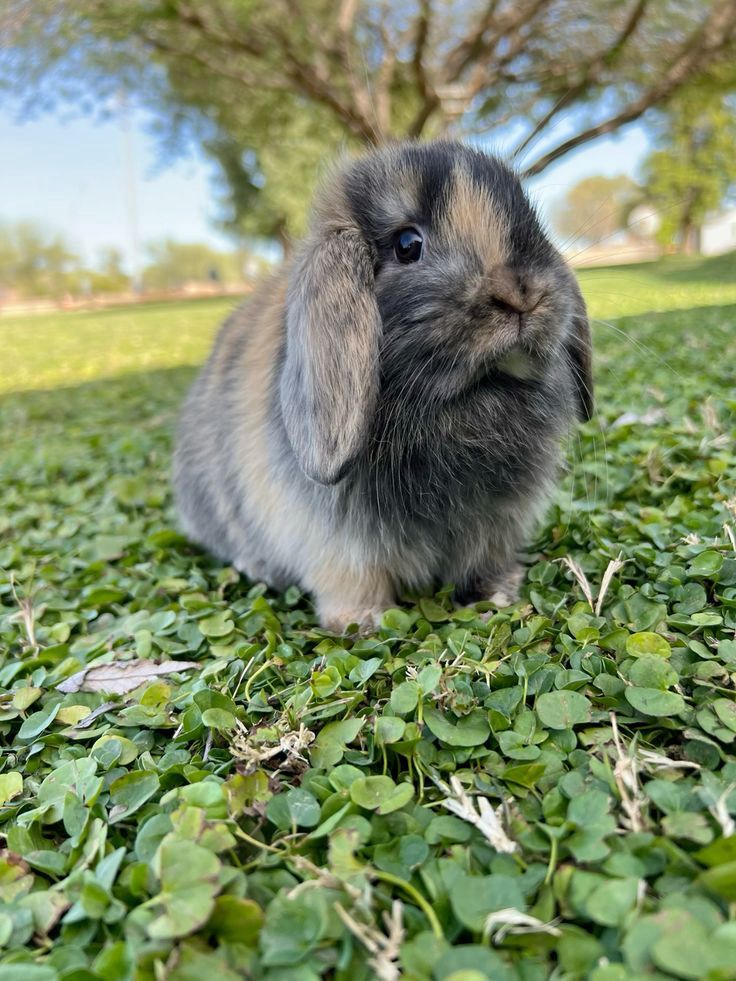 A brown and gray bunny sits on green clover leaves, with trees and blue sky in the background.