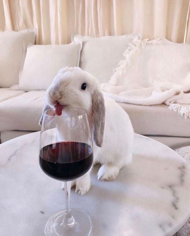 A white bunny licks a wine glass on a marble table. The background shows a white sofa with white pillows on it. 