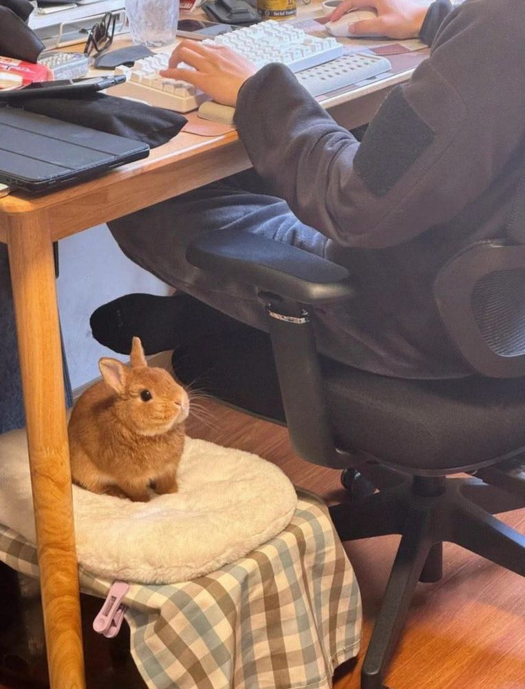 A small brown bunny sits on a cushioned stool beneath a desk. A person uses a keyboard above.