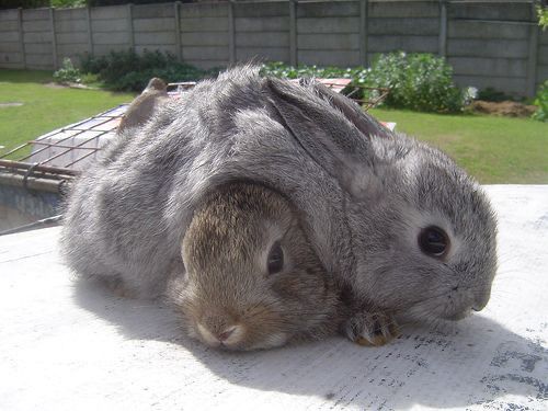 Two gray bunnies snuggle closely on a white surface outside. One bunny lies on top of the other. A fence and greenery are in the background.