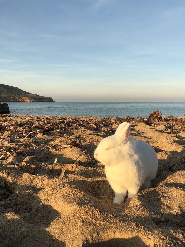 A white bunny sits on a sandy beach, eyes closed peacefully in the warm sunlight. The sea and a distant hill are visible under a clear sky.