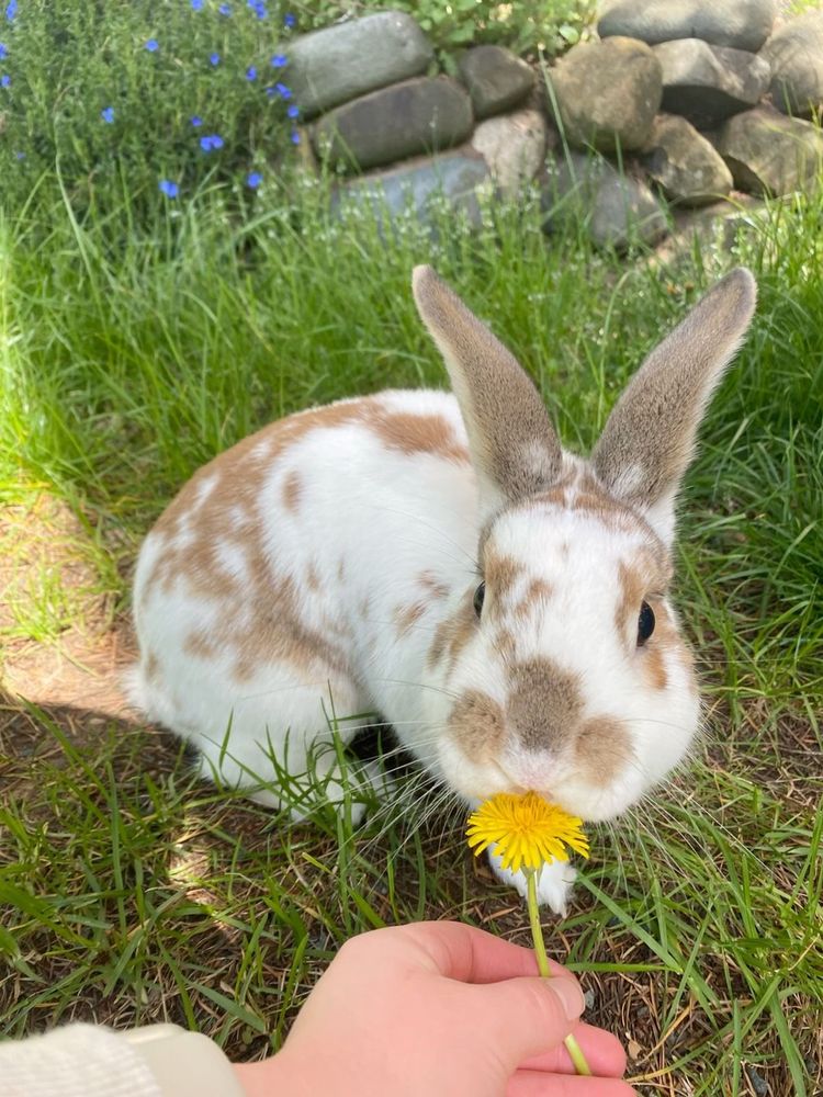 A brown and white bunny sniffs a bright yellow dandelion held by a hand. It sits on green grass with a stone wall and blue flowers in the background.