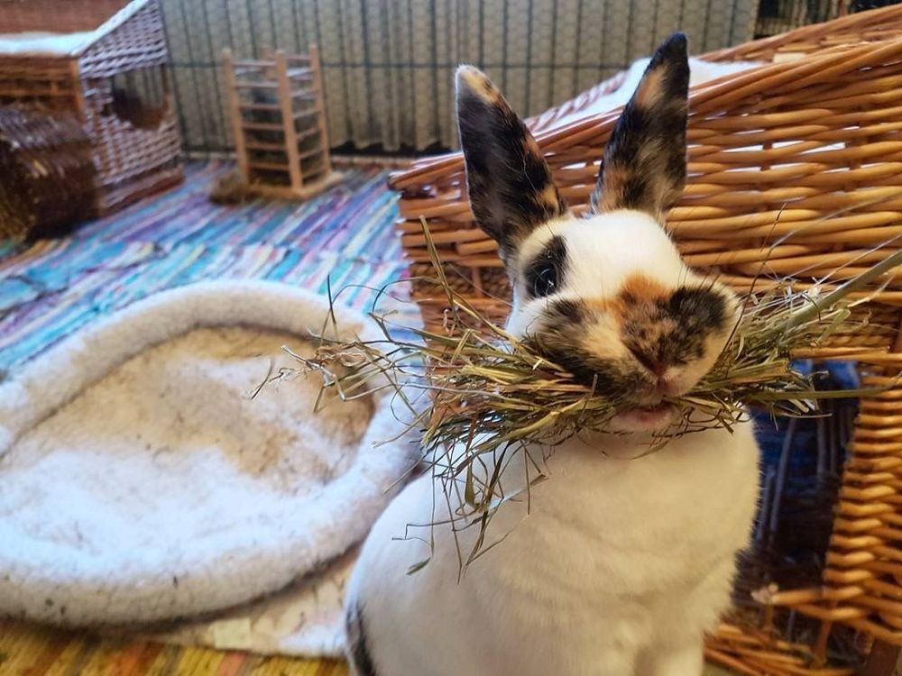 A bunny with mottled fur holds a large bundle of hay in its mouth.