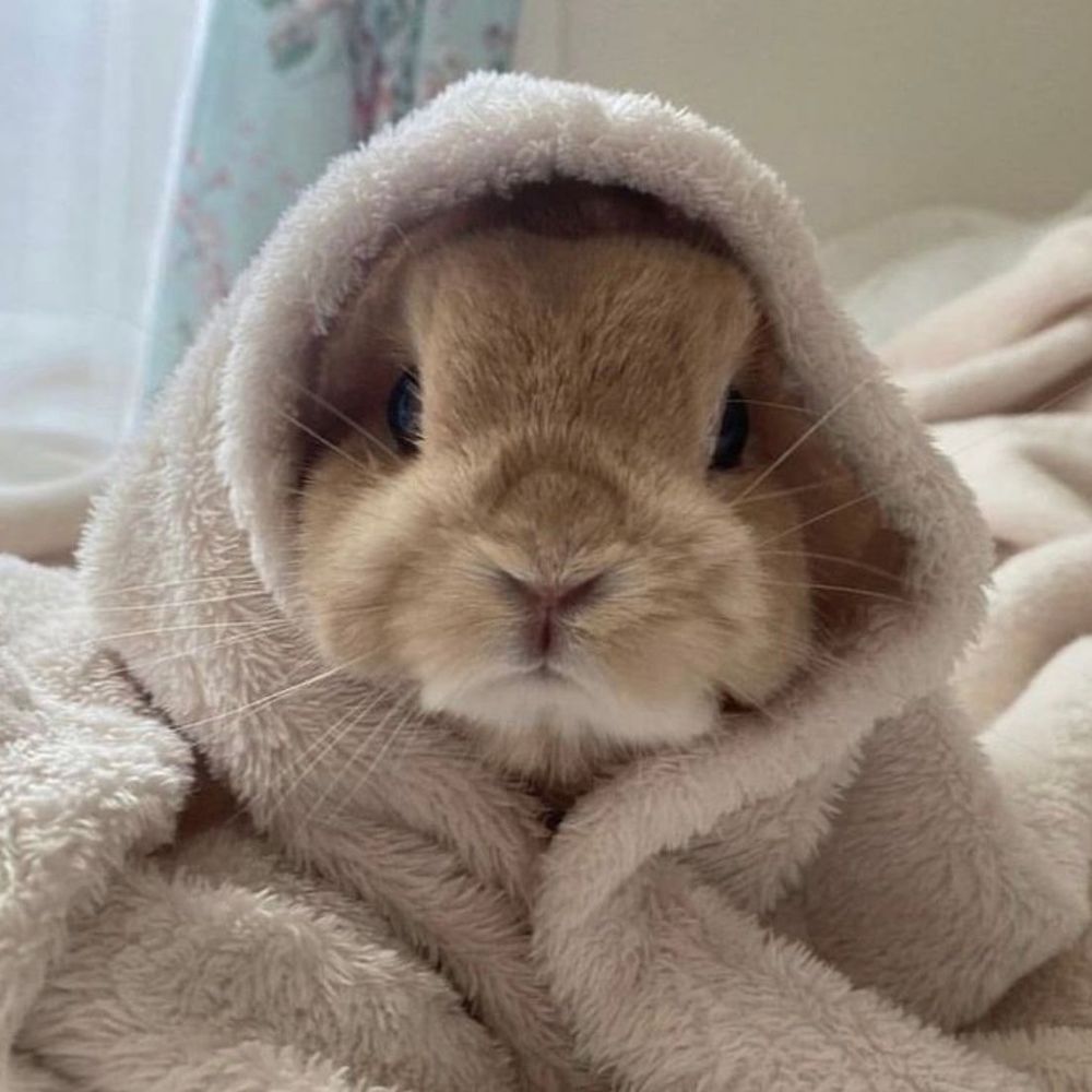 A brown bunny peeks out from under a soft beige towel, resembling a cozy hood. Its ears are hidden.