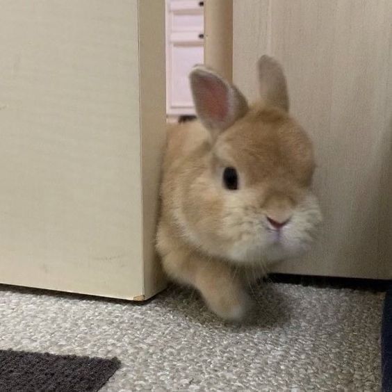 A light brown bunny squeezes through a slightly open door onto a gray and black carpeted floor.