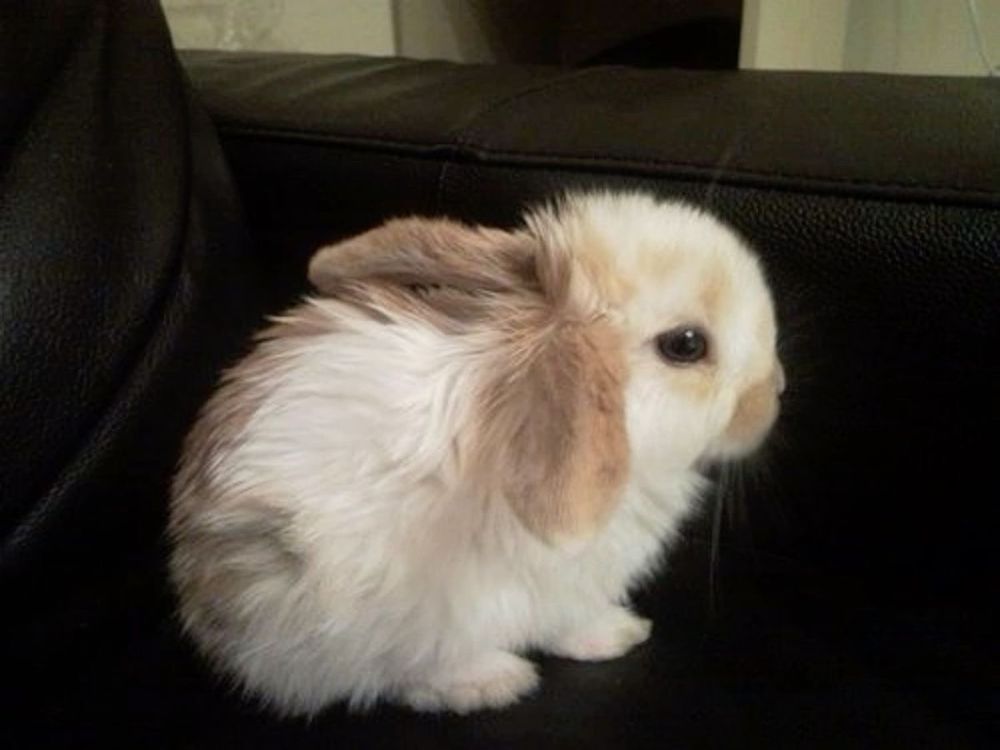 Side view of a white and brown baby bunny sitting on a dark leather couch.