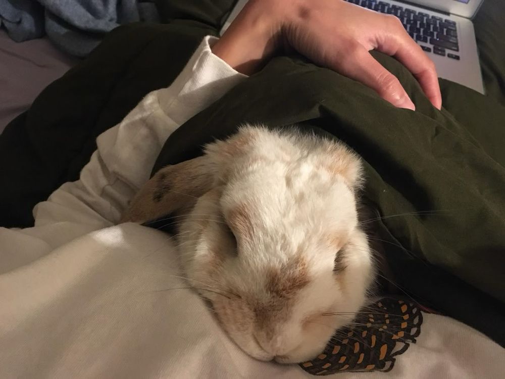 A white and brown bunny peacefully rests on a person's lap, nestled under a green blanket.