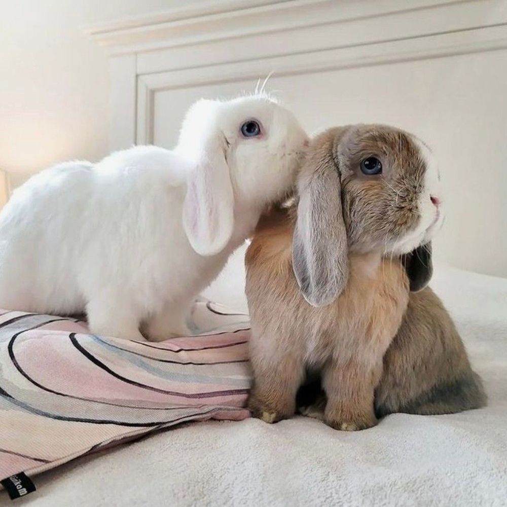 Two lop-eared bunnies are on a bed. A white bunny gently nudges a brown bunny's ear. They are both looking to the right.