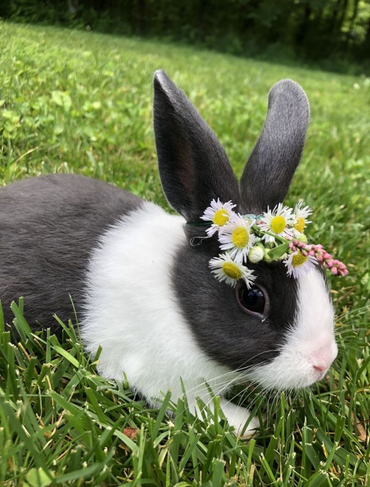 A black and white bunny lies on green grass, wearing a daisy flower crown.