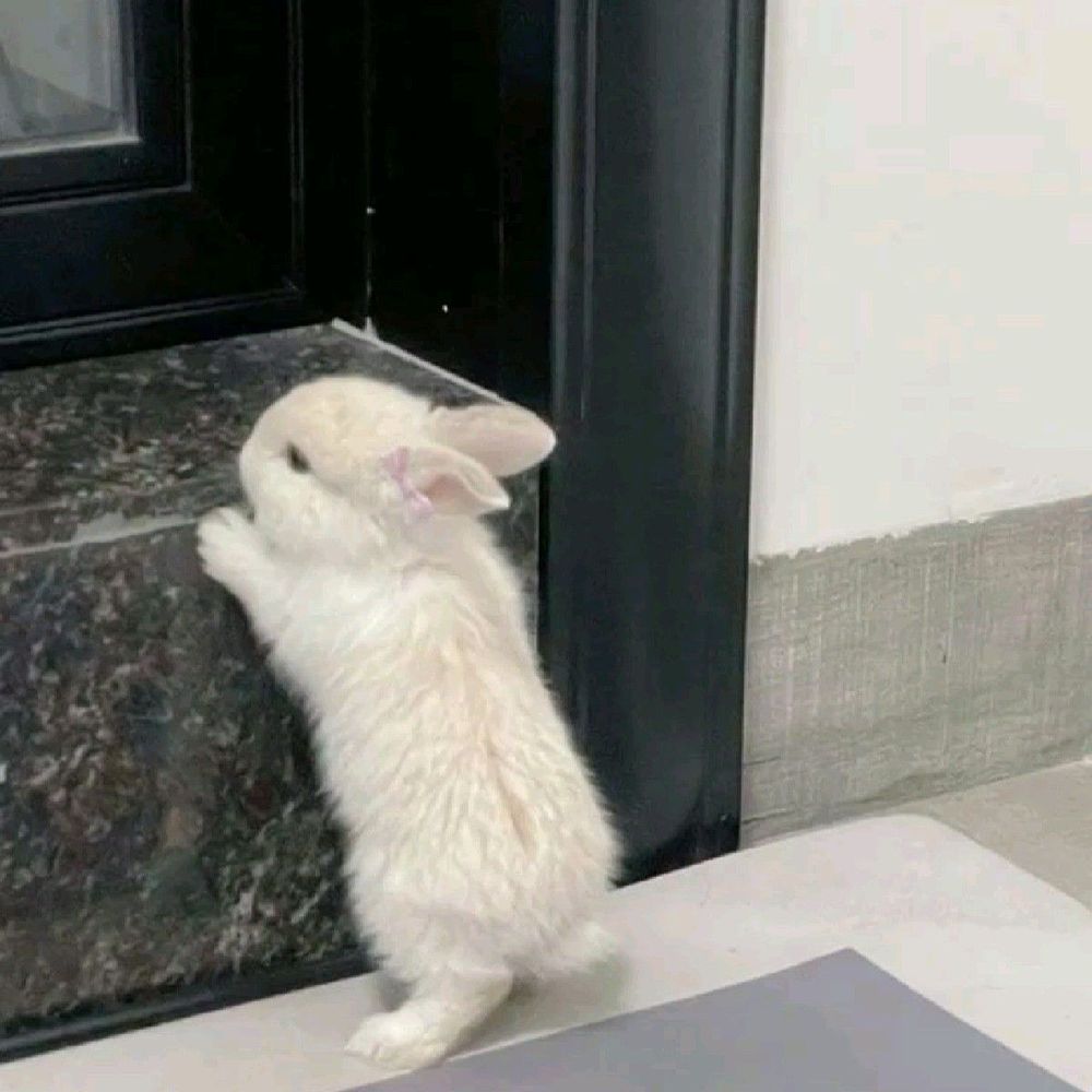 A small white bunny with a pink bow on its ear stands on its hind legs, peering into a dark-colored, reflective surface.